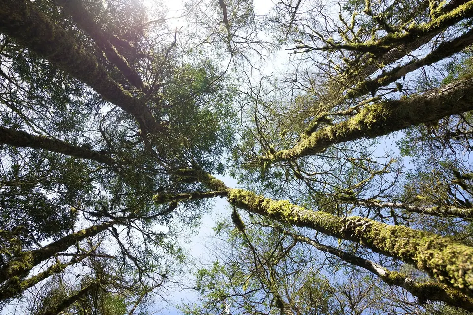 Looking straight up through the trunks and branches of old beech and boxwood trees to a pale sky